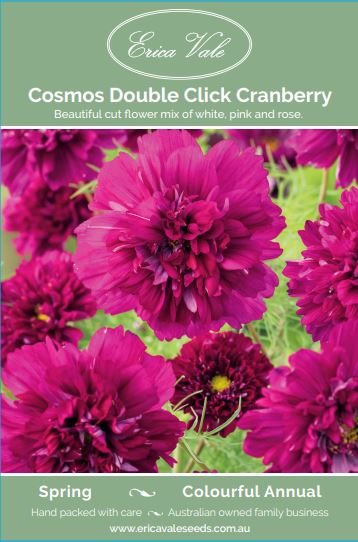 Cosmos Double Click Cranberry