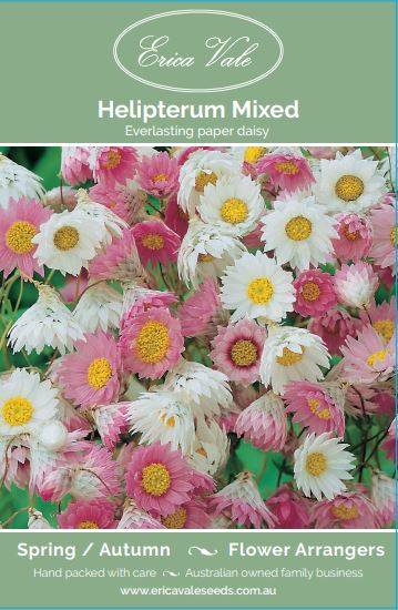 Helipterum Mixed