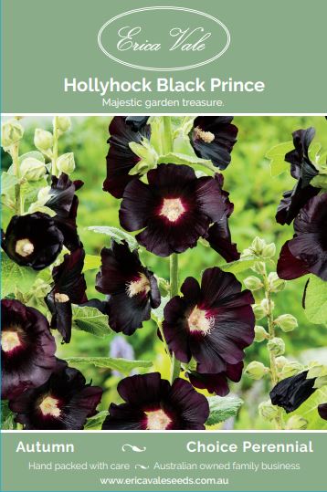 Hollyhock Black Prince