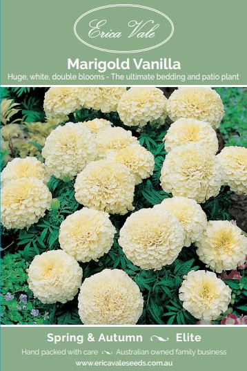 marigold vanilla seeds Marigold Vanilla – Buy Seeds Online
