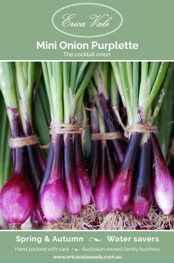 Mini Onion Purplette