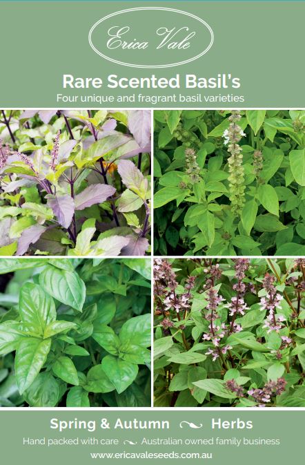 Rare Scented Basil