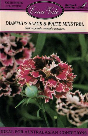 Dianthus Black & White Minstrel