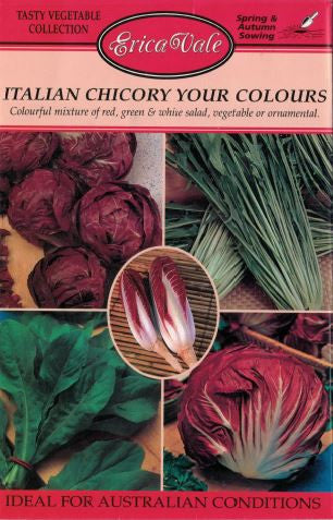 Italian Chicory Your Colours
