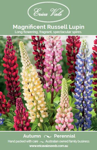 Magnificent Russell Lupin (Not for sale TAS)