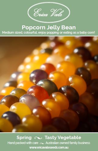 Popcorn Jelly Bean (Not for sale WA)