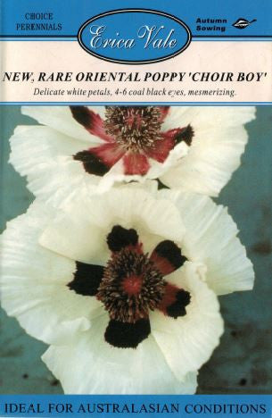 Rare Oriental Poppy 'Choir Boy'
