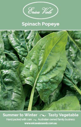 Spinach Popeye