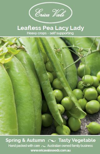 Leafless Pea Lacy Lady